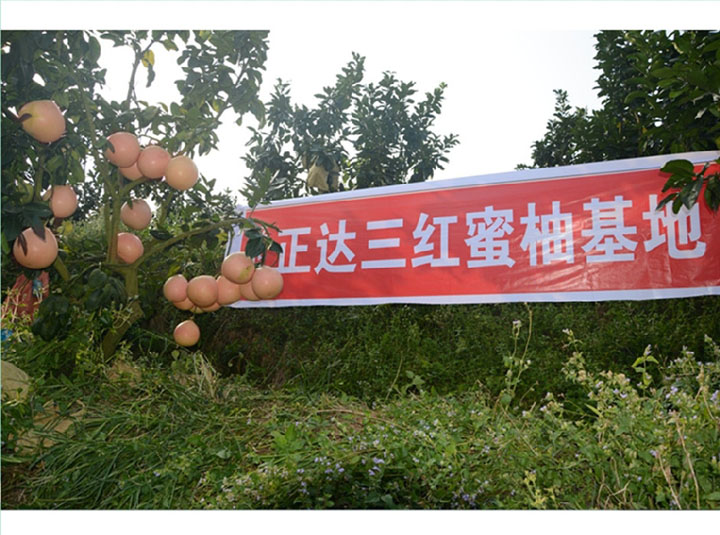 平和大三紅蜜柚種植示范基地丨三紅蜜柚苗出自哪個(gè)地區(qū)丨去哪里購買蜜柚苗才正宗