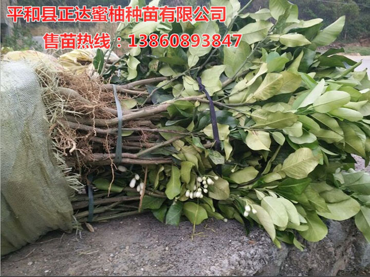 怎樣有效提高蜜柚苗木成活率丨福建三紅蜜柚苗種植管理丨正規(guī)三紅蜜柚苗的培育技巧