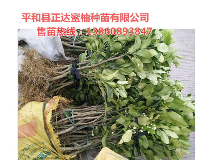 怎樣有效提高蜜柚苗木成活率丨福建三紅蜜柚苗種植管理丨正規(guī)三紅蜜柚苗的培育技巧