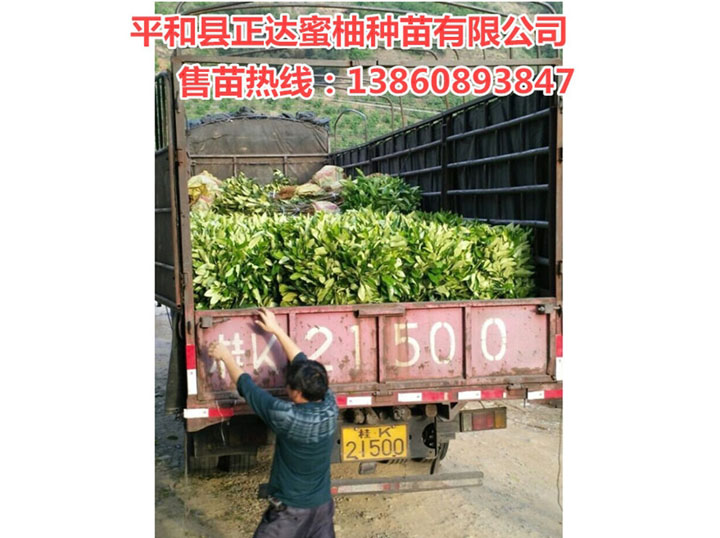 廣西正宗三紅蜜柚苗丨桂林市客戶訂購(gòu)的1萬(wàn)多棵大三紅蜜柚苗裝車中