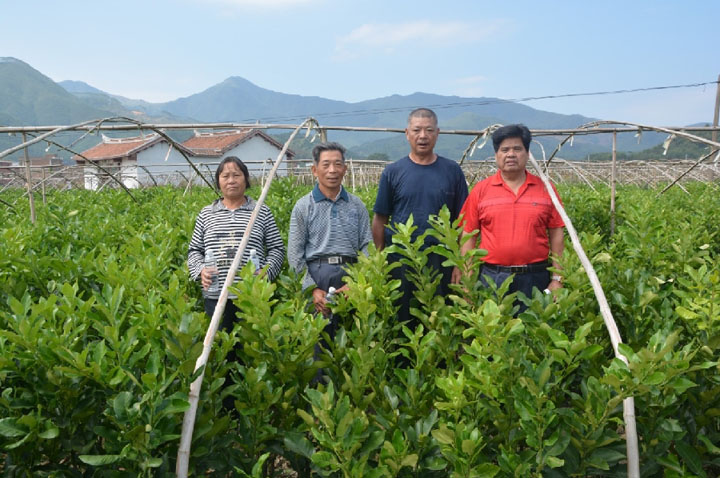 湖南哪里有三紅蜜柚苗培育基地丨湖南三紅柚苗基地丨三紅柚子苗批發(fā)