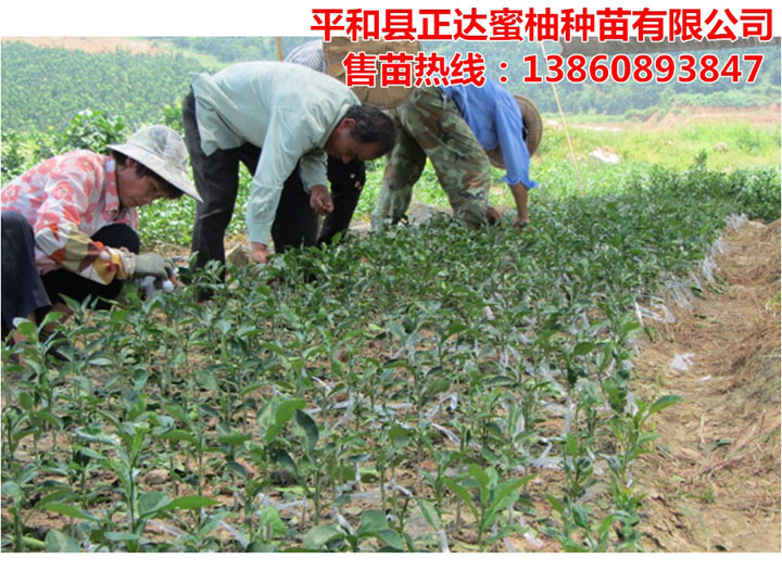 三紅蜜柚苗嫁接中丨福建大量三紅蜜柚苗即將出圃，要購(gòu)買柚子苗的趕早了