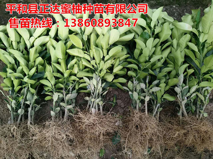 清遠客戶學習三紅蜜柚苗種植管理技術丨紅中紅蜜柚苗種植技術咨詢平和正達蜜柚苗場