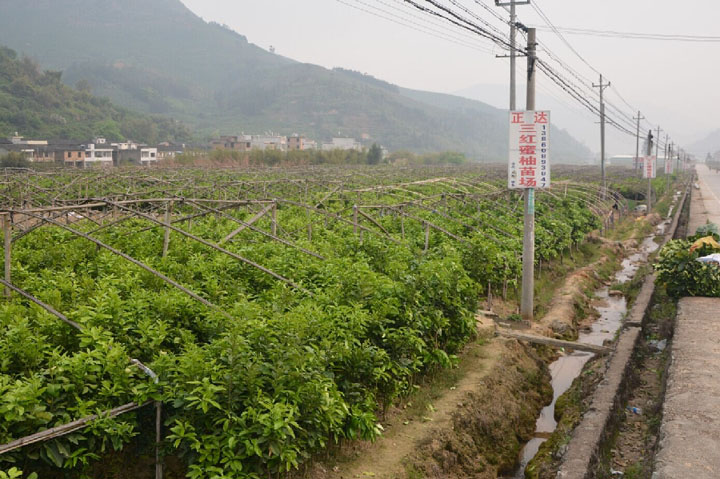 廣西南寧客戶(hù)考察正達(dá)大三紅蜜柚苗種植基地