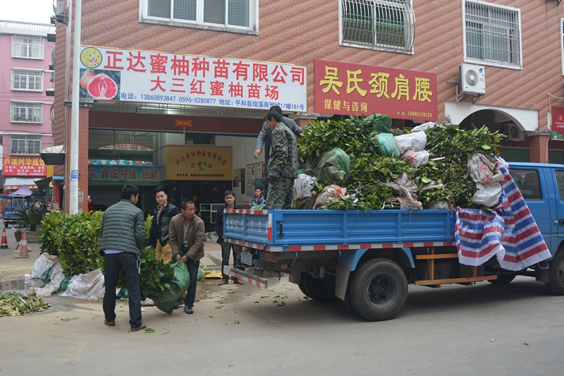 湖南常德客戶訂購的2萬多棵大三紅蜜柚苗裝車中