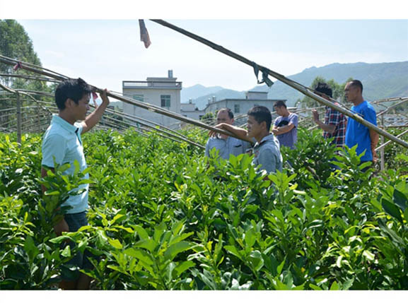 廣東清遠(yuǎn)客戶到正達(dá)蜜柚苗場(chǎng)考察丨廣東兩年生三紅蜜柚苗丨廣東柚子苗價(jià)格