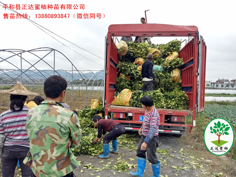 暢銷三紅柚子苗哪里有丨哪里有兩年生三紅蜜柚苗