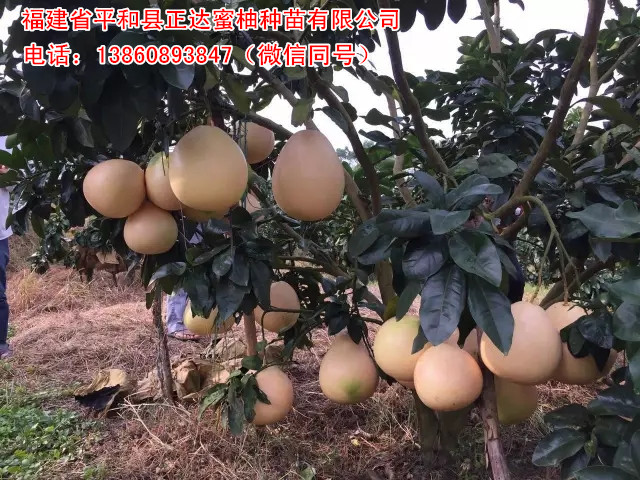 優(yōu)質(zhì)大三紅蜜柚苗木基地丨福建三紅蜜柚苗場