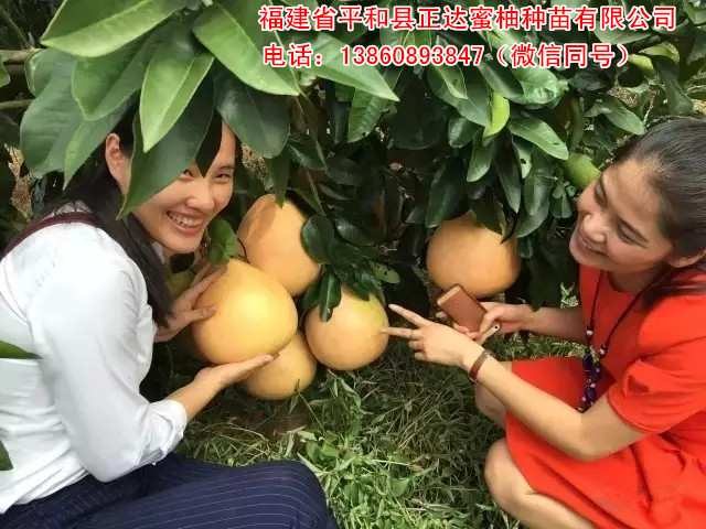 哪里有正宗三紅蜜柚苗丨正宗三紅柚子苗哪里有丨平和蜜柚苗哪里有