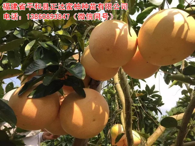 福建大三紅蜜柚苗，哪里的三紅蜜柚苗根系發(fā)達易成活