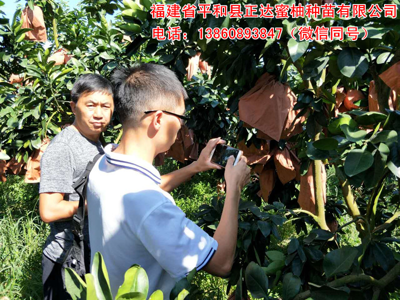 哪里有大三紅蜜柚果園提供考察學(xué)習(xí)丨哪里有供應(yīng)紅心蜜柚苗