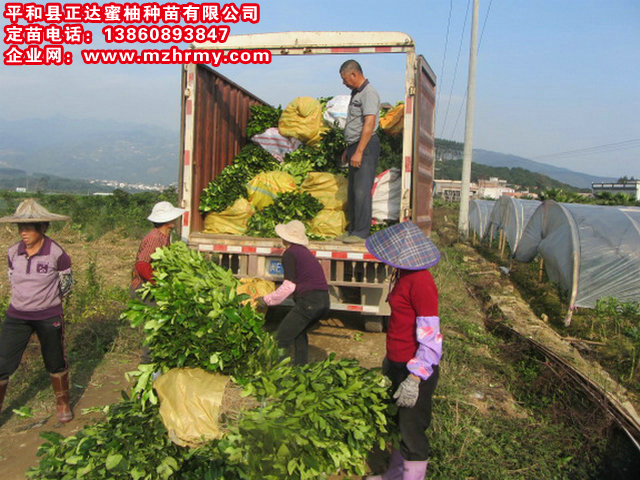 四川哪兒有三紅蜜柚苗批發(fā)丨正宗紅肉蜜柚苗批發(fā)丨哪里買柚子苗