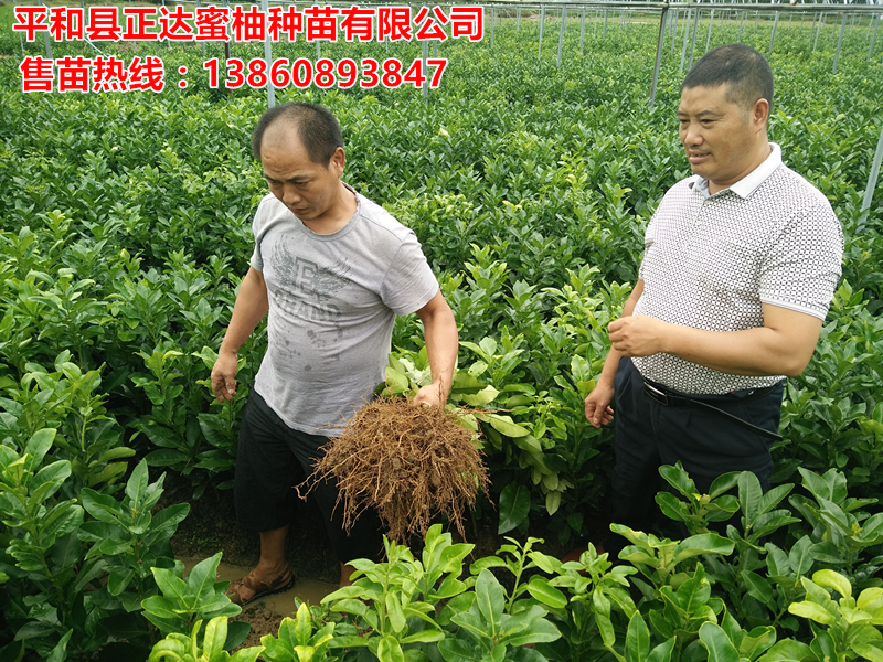 福建大三紅蜜柚苗木基地現(xiàn)場(chǎng)起苗丨福建正宗三紅柚子苗丨供應(yīng)三紅蜜柚苗