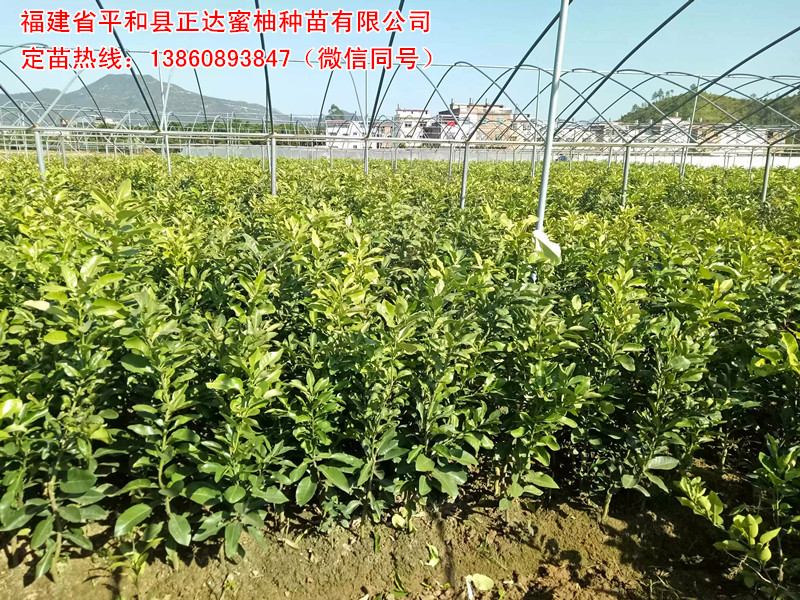 貴州兩年生三紅蜜柚苗高度多少丨80cm高的三紅柚子苗這里有出售