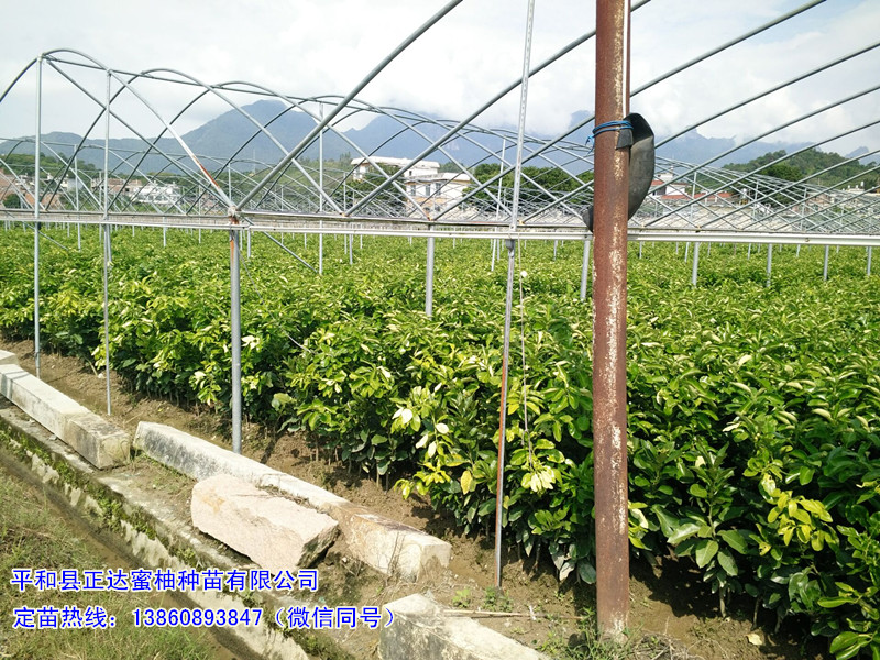 三紅蜜柚苗、紅心蜜柚苗哪家購買便宜丨福建正達三紅蜜柚苗價格走俏