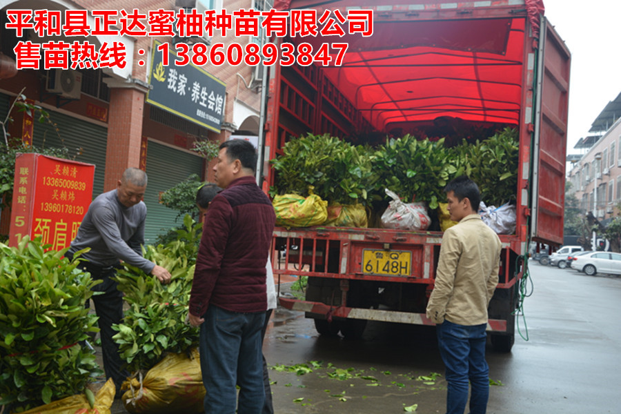 平和黃心柚子苗基地直銷，平和黃肉蜜柚苗批發(fā)銷售