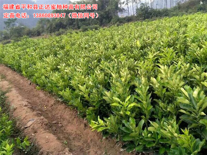 福建紅心蜜柚苗基地，福建哪里買紅肉蜜柚苗