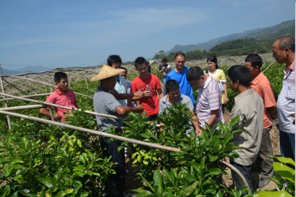 湖南紅肉蜜柚苗多少錢(qián)，紅心蜜柚苗要哪里買(mǎi)