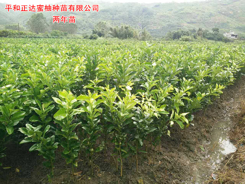 【桂林蜜柚苗價(jià)格】3紅蜜柚苗丨兩年生三紅柚子苗多少錢(qián)一株