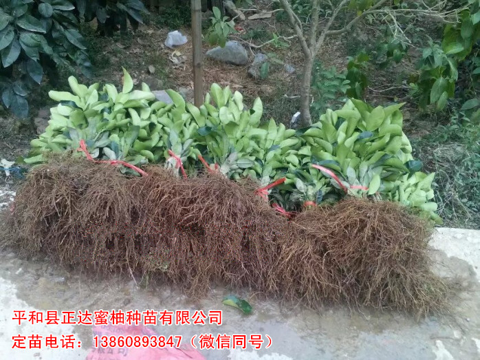 福建三紅蜜柚苗評論丨福建三紅蜜柚苗一株多少錢