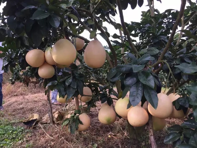 郴州哪里購買正宗紅皮紅肉蜜柚苗丨蜜柚最新品種三紅蜜柚苗出自哪里