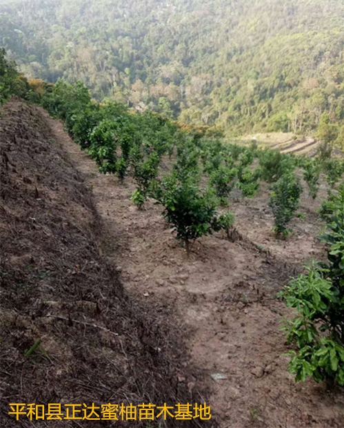 福建正宗三紅蜜柚苗—帶土球蜜柚大苗