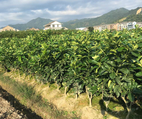 基地直銷(xiāo)大三紅蜜柚苗（二年苗）丨正宗三紅蜜柚苗上哪買(mǎi)