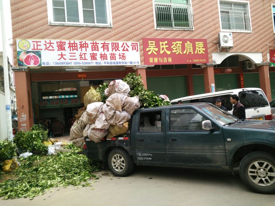 大三紅蜜柚母樹果園丨哪里有正宗三紅柚子苗訂購丨哪里有三紅柚子苗