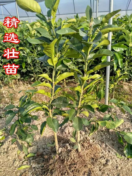 福建產地三紅蜜柚苗就是好丨哪里有出售正宗三紅蜜柚果樹苗丨紅心蜜柚苗出售