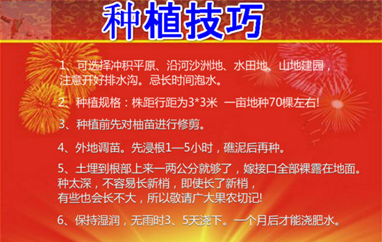 哪里常年有供應(yīng)三紅柚子苗丨三紅蜜柚苗在貴州能種活不丨貴州紅肉柚子苗