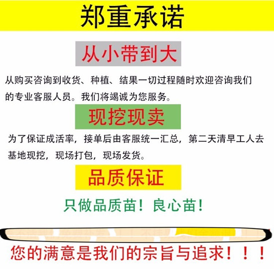 福建三紅蜜柚果苗適應(yīng)性強(qiáng)，紅心蜜柚果樹種植成活率高