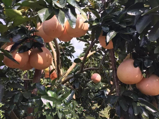 貴州三紅柚子苗種植基地，貴州紅心蜜柚苗多少錢(qián)一株丨正宗三紅蜜柚苗