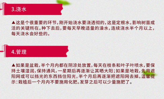 浙江適合種植三紅蜜柚果苗丨浙江三紅柚子苗就找平和正達(dá)蜜柚苗場購買