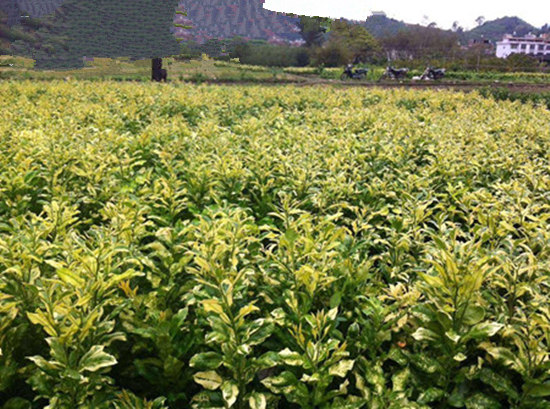 福建金桔蜜柚苗適合哪些其地區(qū)種植丨哪里有正宗黃肉蜜柚苗、金黃蜜柚苗