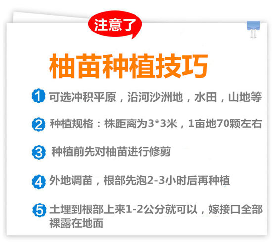 哪里有賣三紅蜜柚苗丨出售紅肉紅心柚子苗丨要50公分6元的蜜柚苗