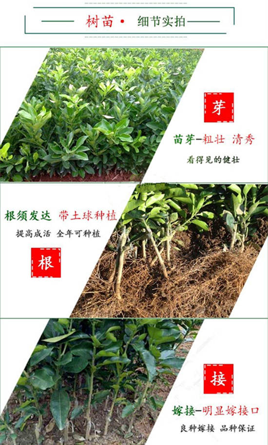 紅心柚苗去哪里買才正宗丨優(yōu)質(zhì)紅肉蜜柚苗，找平和縣正達蜜柚苗場