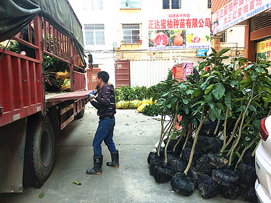 貴州客戶來(lái)取三紅蜜柚苗（帶土球三紅蜜柚果樹(shù)苗）丨哪一家的三紅柚子苗比較純正