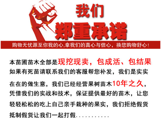 發(fā)往湖南的大棵三紅蜜柚苗丨湖南三紅蜜柚果樹基地在哪里