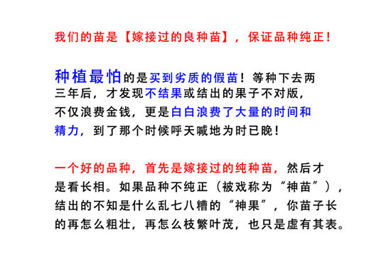 【桂林蜜柚苗價格】3紅蜜柚苗丨兩年生三紅柚子苗多少錢一株