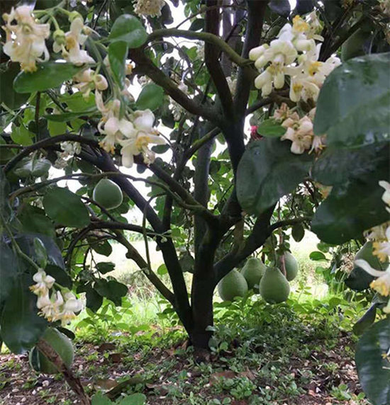 福建泰國紅寶石青柚苗價格