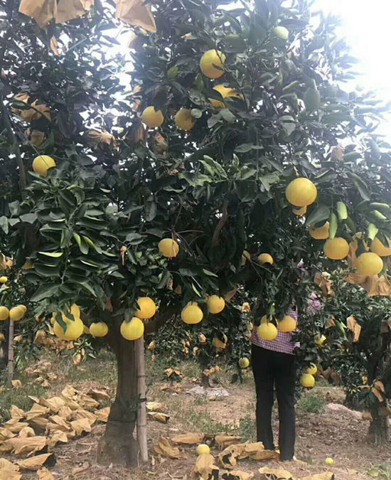 正宗臺(tái)灣甜葡萄柚苗種植時(shí)間