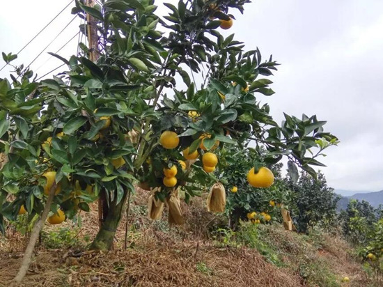 推薦具有口碑的臺灣甜葡萄柚苗，福建正宗甜葡萄柚苗批發(fā)價格