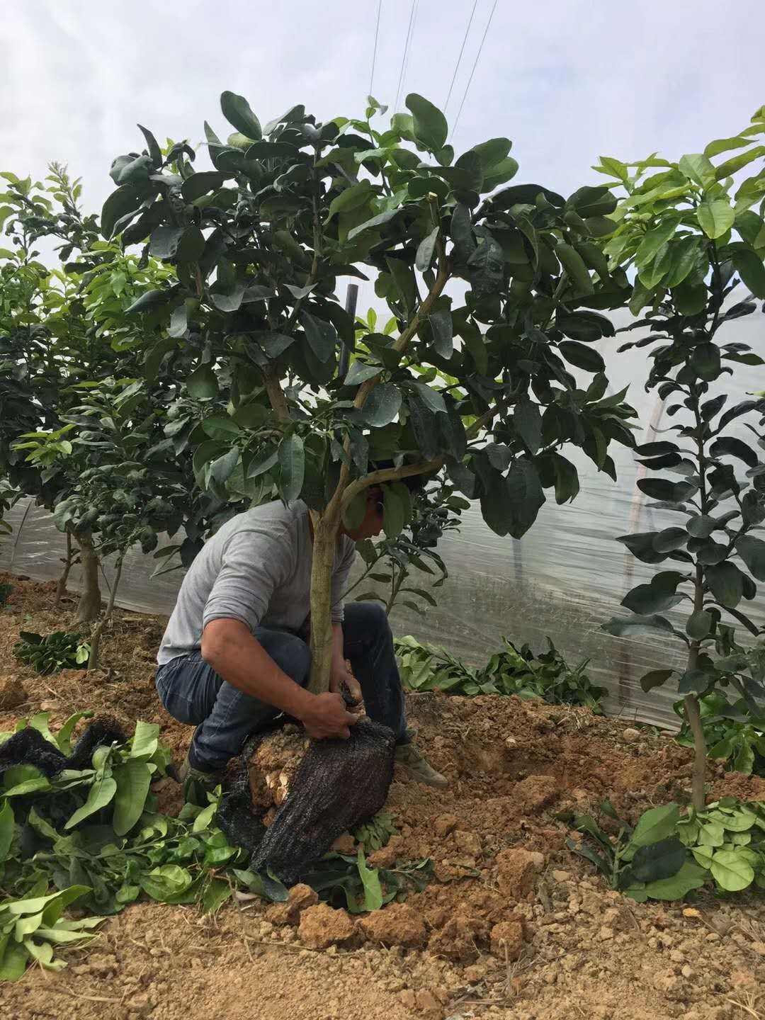 大三紅蜜柚果樹帶土球