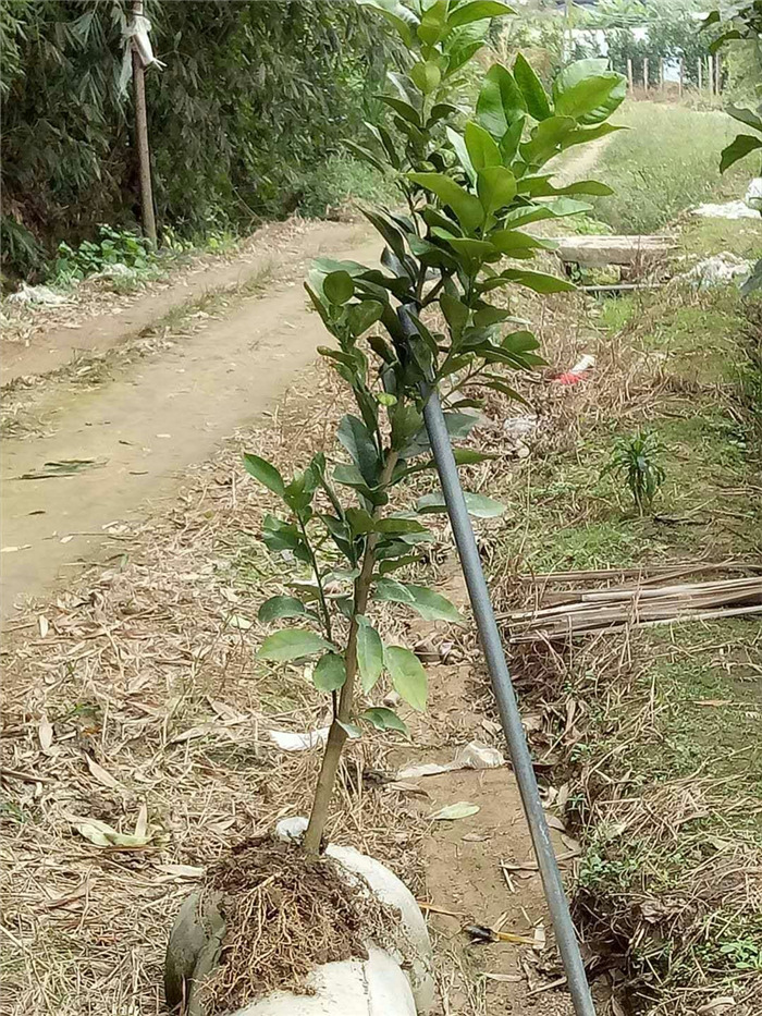 大三紅蜜柚苗（三年苗）