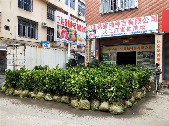 大三紅蜜柚苗（三年苗）