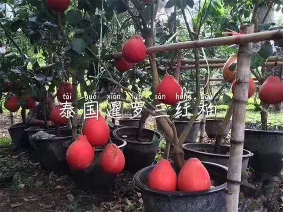 出售泰國(guó)暹羅三紅柚苗