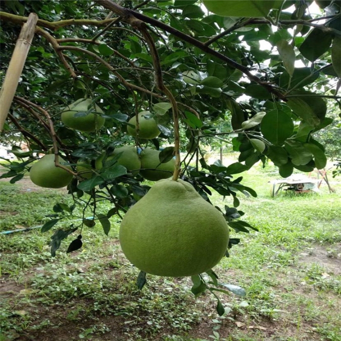 泰國(guó)紅寶石青柚苗價(jià)格