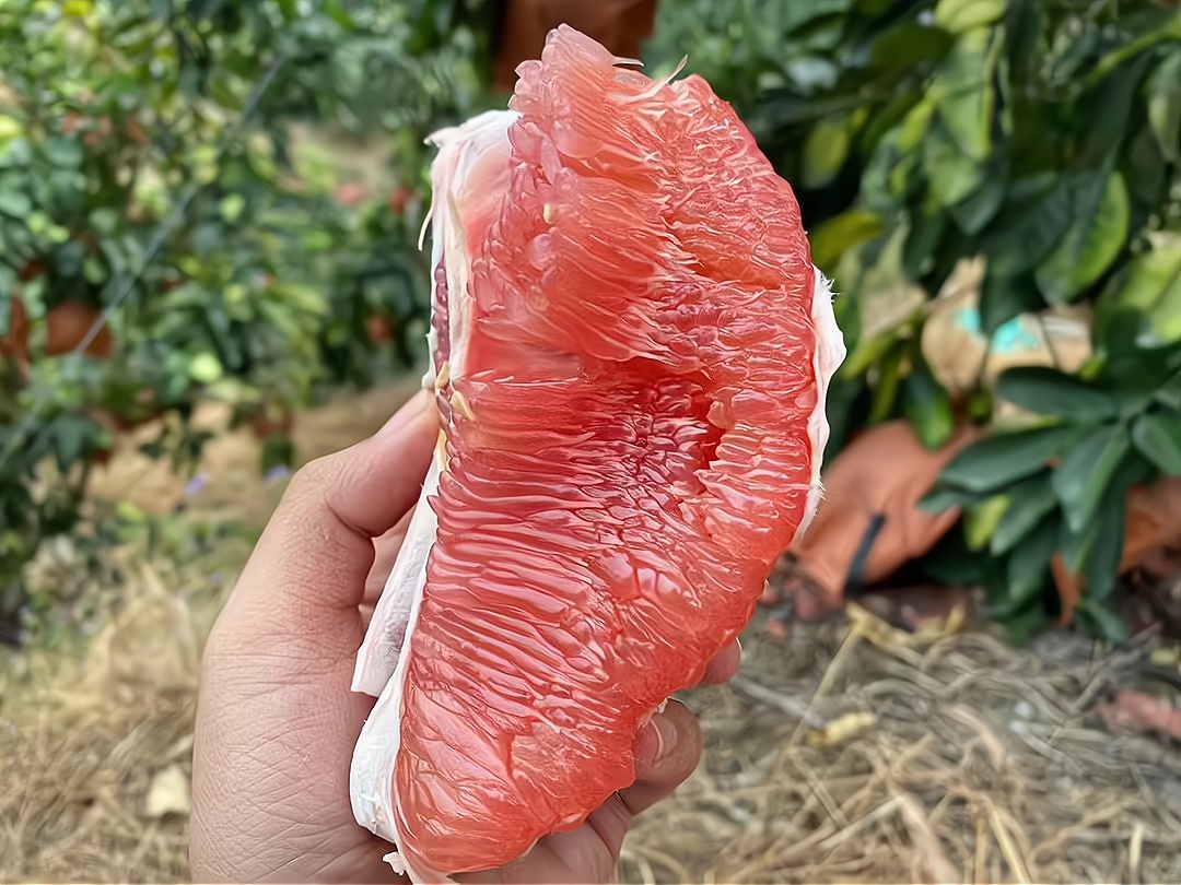 大三紅蜜柚掛果母樹丨四川適宜種植的三紅蜜柚苗