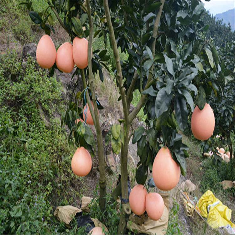 大三紅蜜柚苗--品種正宗的蜜柚苗木基地丨正宗三紅蜜柚苗出售點