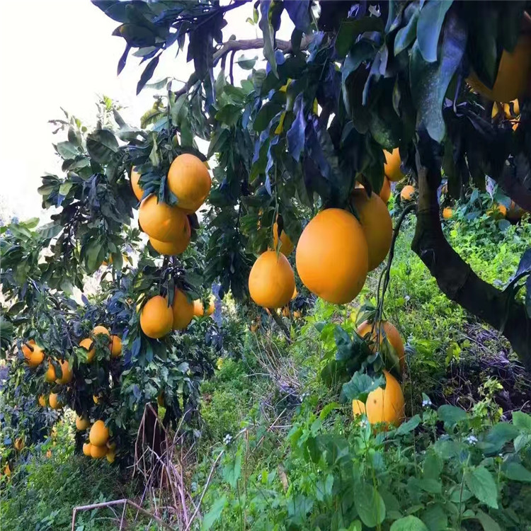 在哪能買到口碑好的金桔蜜柚苗|廣西成活率高的黃肉蜜柚苗